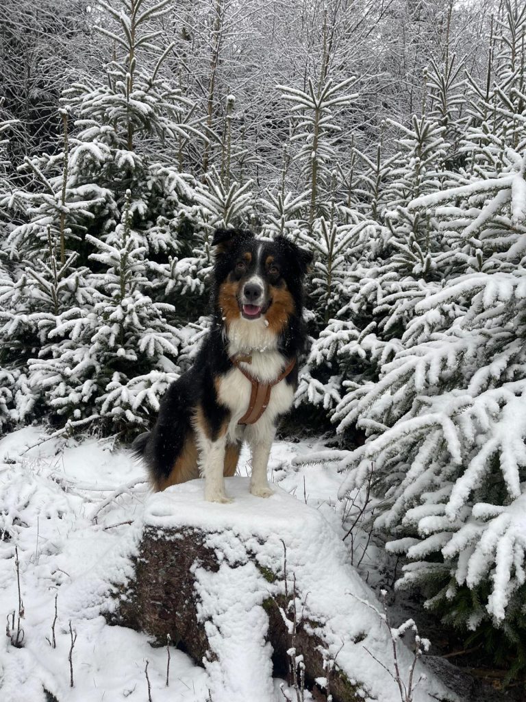 Hund beim individuelle Dogwalking im winterlichen Wald - ruhiger Spaziergang bei Wind und Wetter