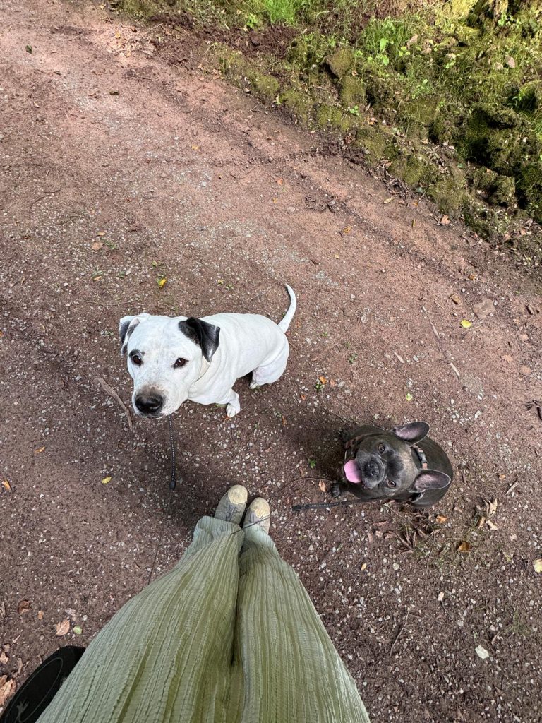 Dogwalking im Wald - mobile Hundebetreuung mit zwei Hunden an der Leine