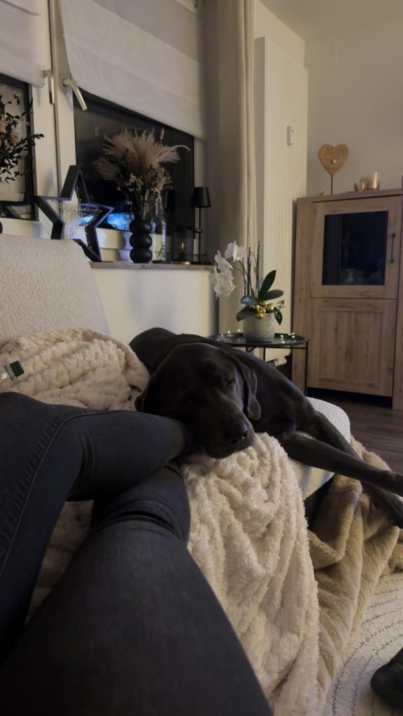 Entspannter Hund schläft ruhig im vertrauten Zuhause während der Urlaubs- oder Ausfallbetreuung