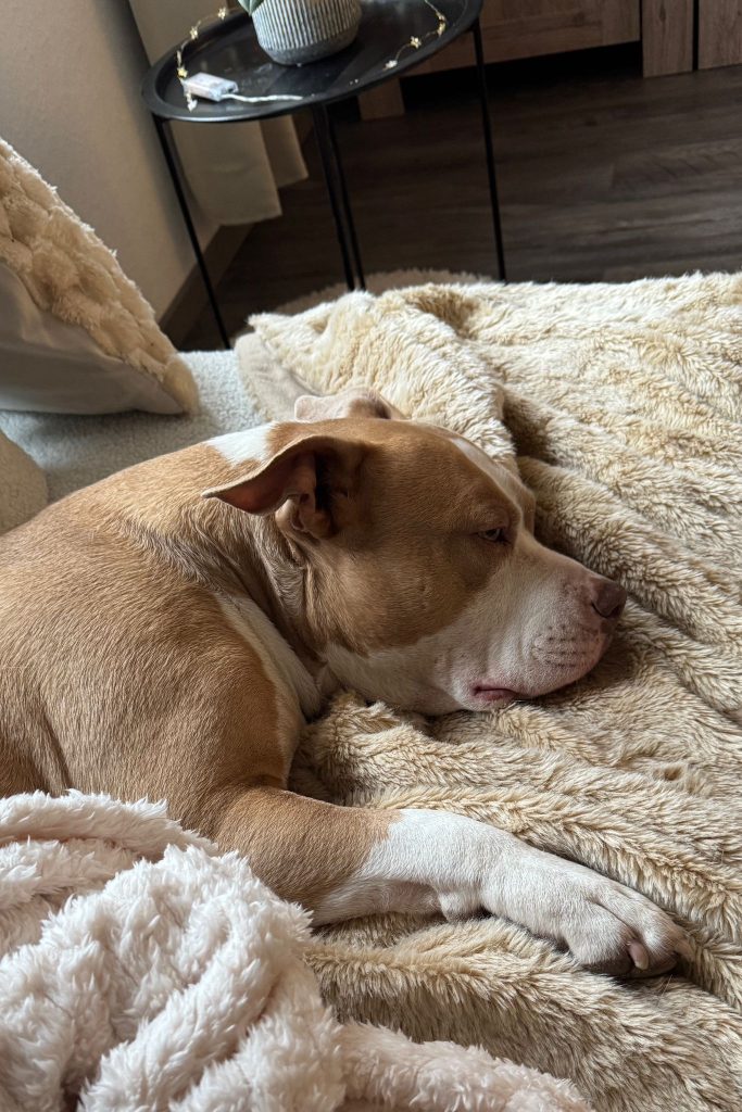 Ruhiger Hund entspannt im vertrauten Zuhause - persönliche Hundebetreuung im Alltag.