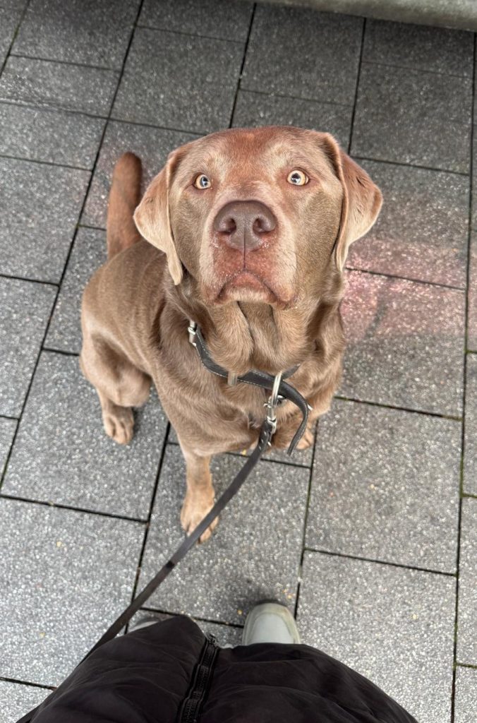 Ruhige Tagesbetreuung für Hunde - individuelle Betreuung im Alltag