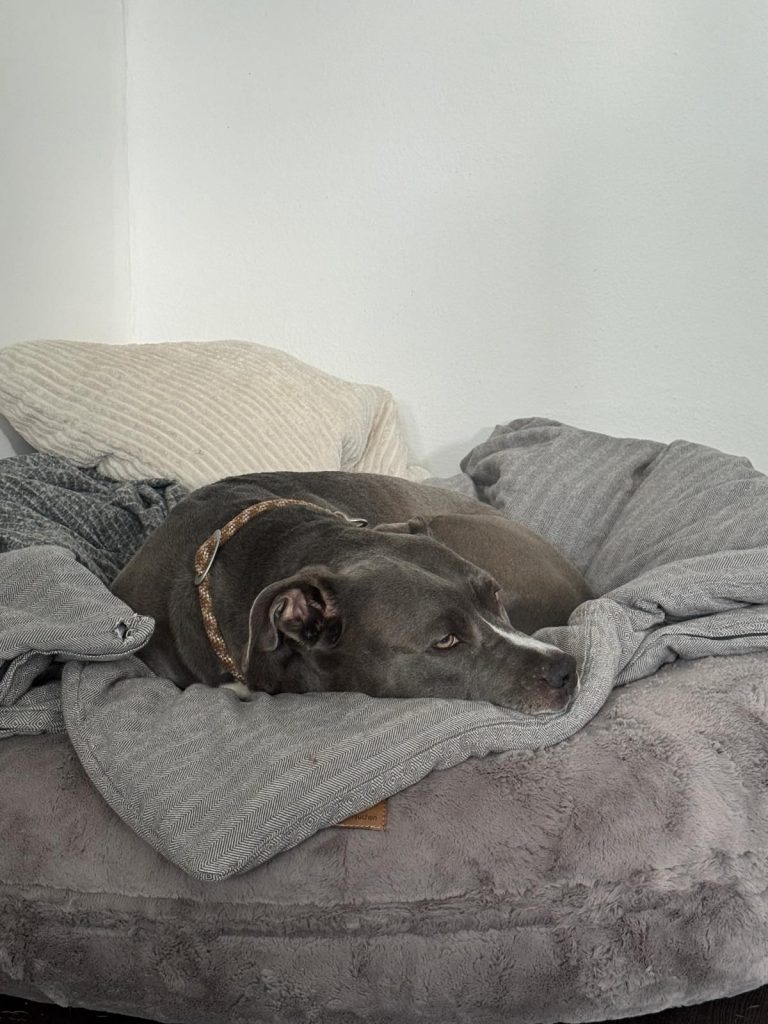 Urlaubsbetreuung für Hunde zu Hause - entspannter Hund in vertrauter Umgebung